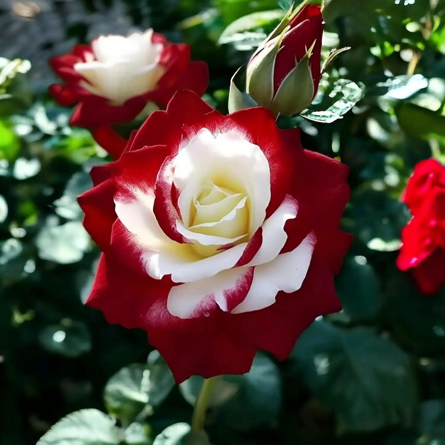 🌹 200/1000Pcs Rare Red White Twin Rose Seeds, Non-GMO heirloom, beautiful garden blooms, easy to grow and perfect for gardening gifts.-HS