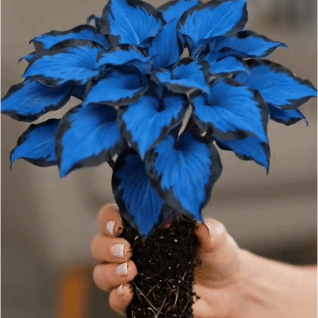 🎉Last Day Sale Off 40%🎉Celebrate America's 250th 🌱Premium Shade-Loving Hosta Seeds-HS
