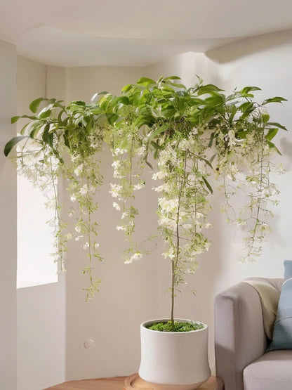 🌱 Trailing Jasmine Seeds High Germination Rate Nodding Clerodendron Easy to Grow Long Lasting Aroma for Home Garden Fragrant Blooms Rare Cascading Jasmine Perfect for Balconies & Indoor Pots-ZO