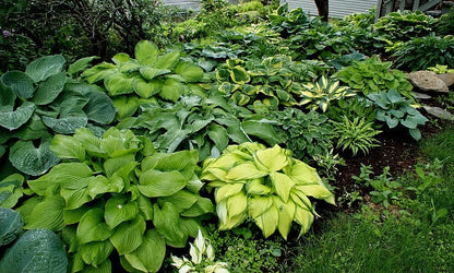 🎉Last Day Sale Off 40%🎉Celebrate America's 250th 🌱Premium Shade-Loving Hosta Seeds-HS