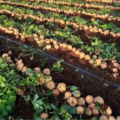 🌱Jicama Seeds for Planting – Crunchy Sweet Root Vegetable, Fast Growing Mexican Yam Bean for Indoor Outdoor Home Garden-ZO