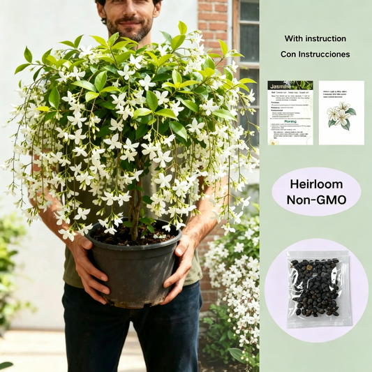 🌱 Trailing Jasmine Seeds High Germination Rate Nodding Clerodendron Easy to Grow Long Lasting Aroma for Home Garden Fragrant Blooms Rare Cascading Jasmine Perfect for Balconies & Indoor Pots-ZO