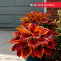 Maple Leaf Red
