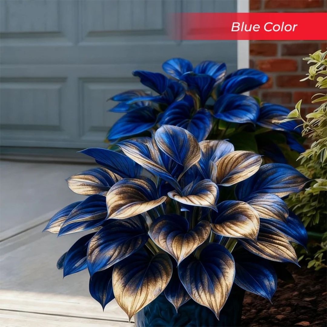 🎉Last Day Sale Off 40%🎉Celebrate America's 250th 🌱Premium Shade-Loving Hosta Seeds-HS