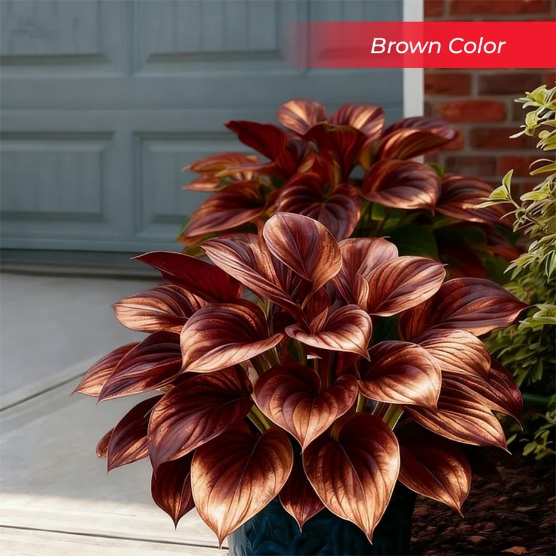 🎉Last Day Sale Off 40%🎉Celebrate America's 250th 🌱Premium Shade-Loving Hosta Seeds-HS