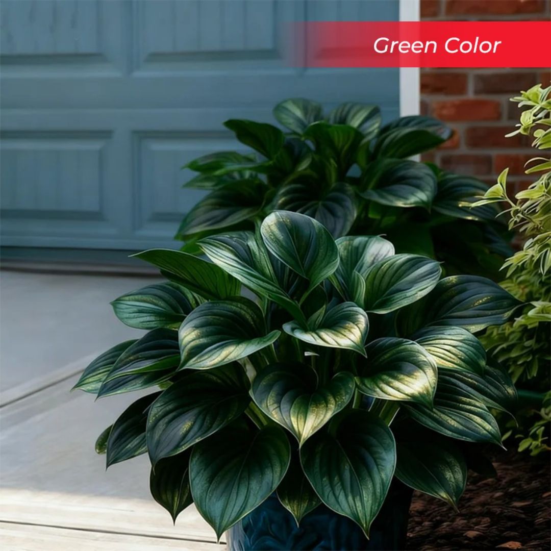 🎉Last Day Sale Off 40%🎉Celebrate America's 250th 🌱Premium Shade-Loving Hosta Seeds-HS