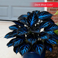 Dark Blue
