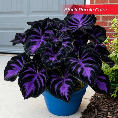 🎉Last Day Sale Off 40%🎉Celebrate America's 250th 🌱Premium Shade-Loving Hosta Seeds-HS