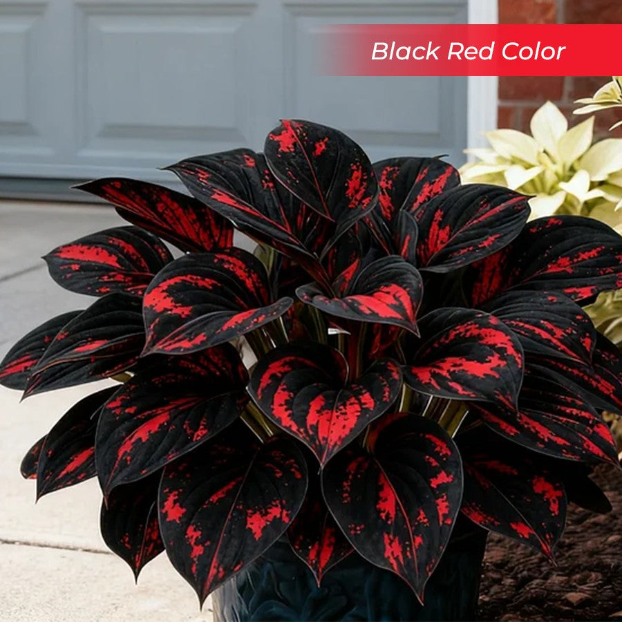 🎉Last Day Sale Off 40%🎉Celebrate America's 250th 🌱Premium Shade-Loving Hosta Seeds-HS