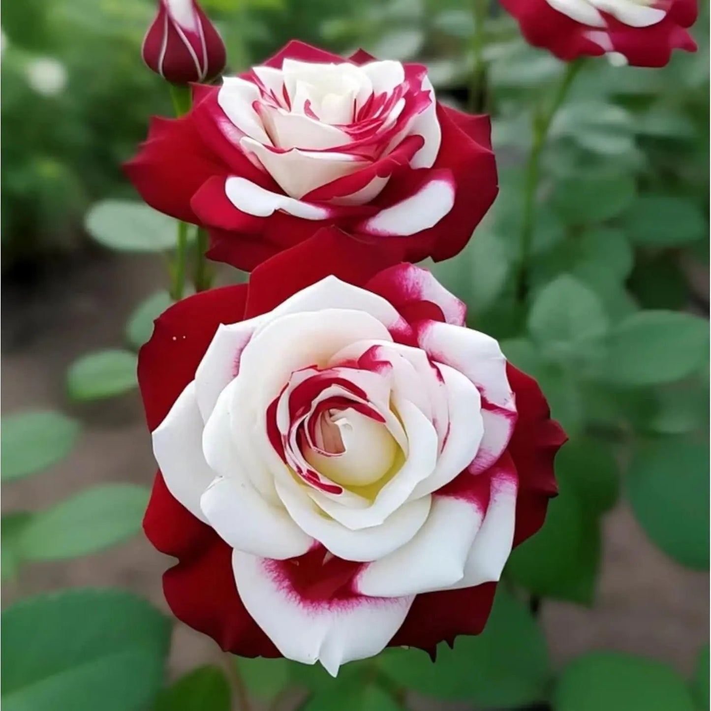 🌹 200/1000Pcs Rare Red White Twin Rose Seeds, Non-GMO heirloom, beautiful garden blooms, easy to grow and perfect for gardening gifts.-HS